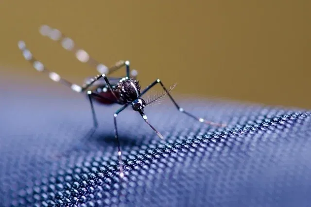 Lençóis confirma óbito por Febre Amarela