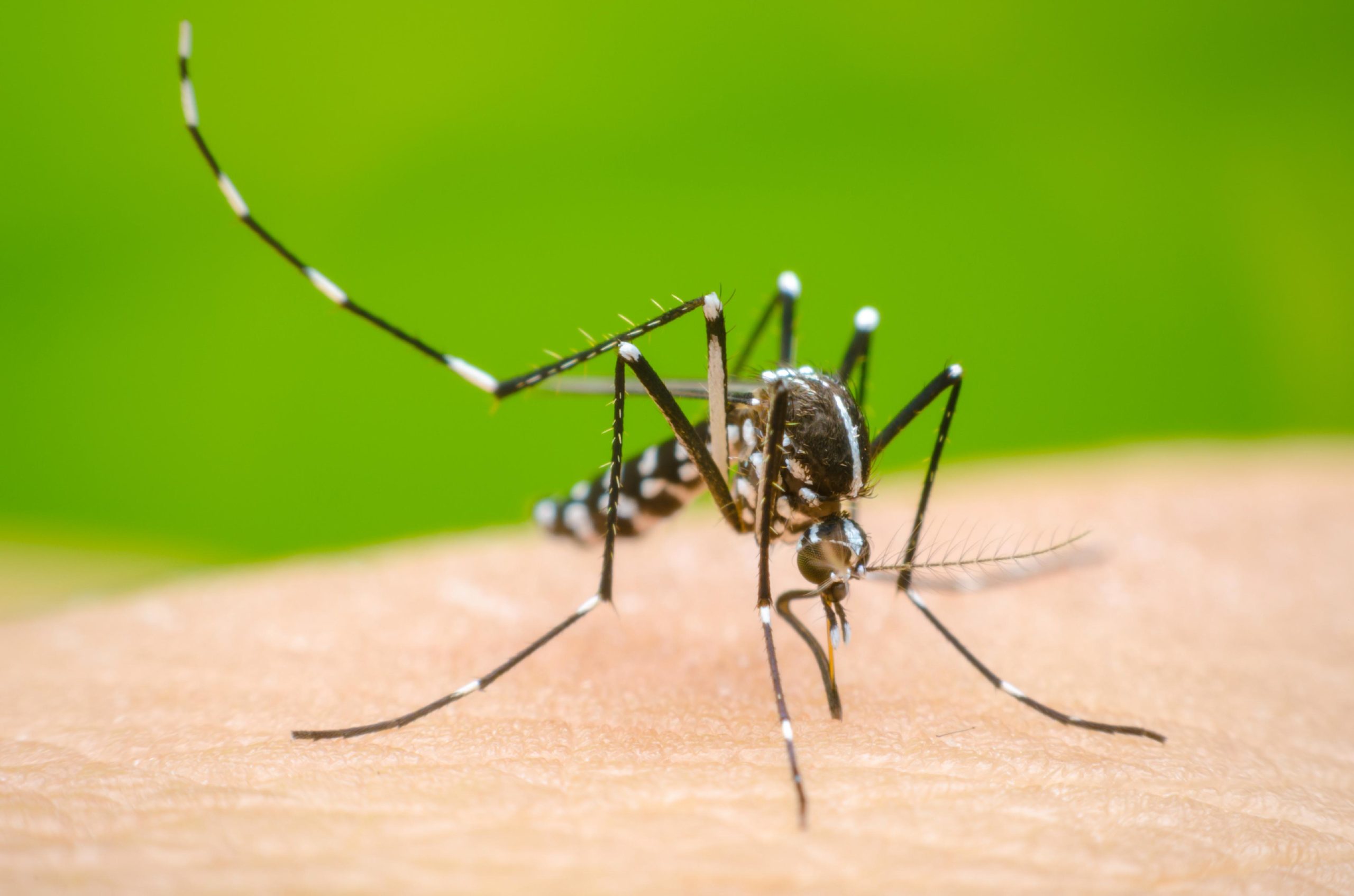 Lençóis registra 1.725 casos de dengue e Saúde pede ajuda da população