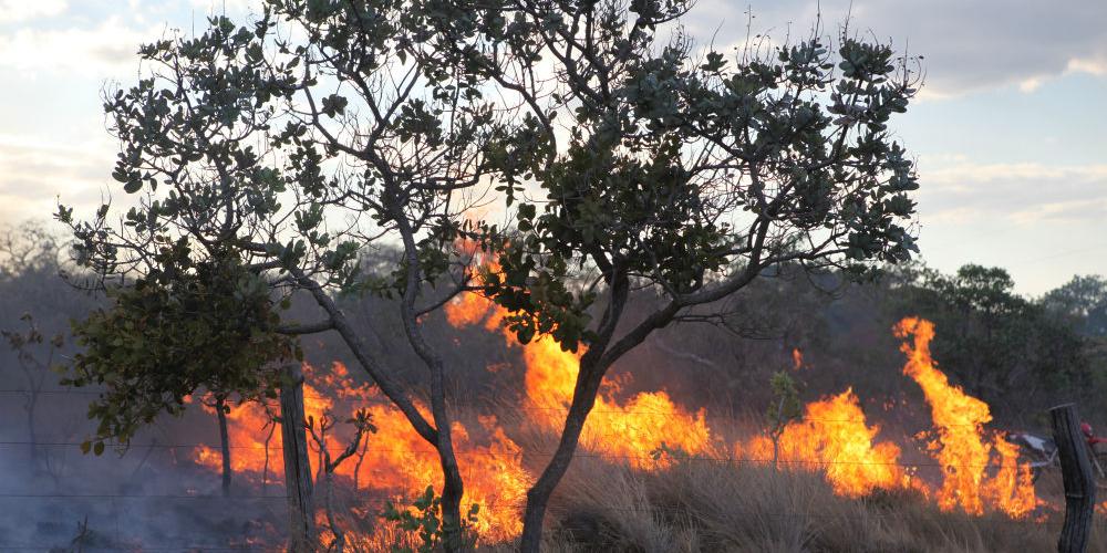 Trio é flagrado ateando fogo em área de preservação no Jardim Itamaraty